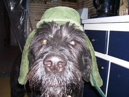Giant Schnauzer