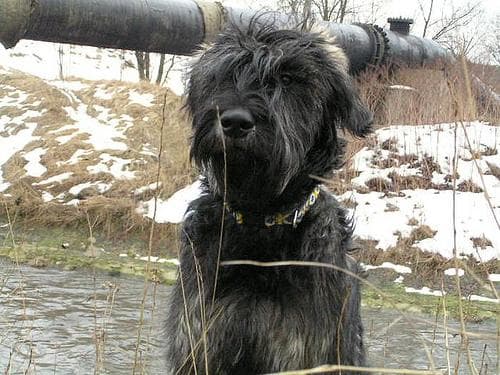 Giant Schnauzer