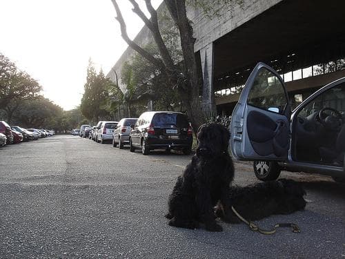 Giant Schnauzer