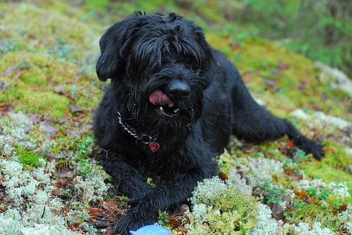 Giant Schnauzer