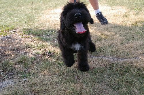 Giant Schnauzer