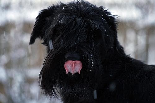 Giant Schnauzer