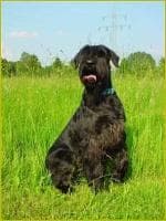 Giant Schnauzer