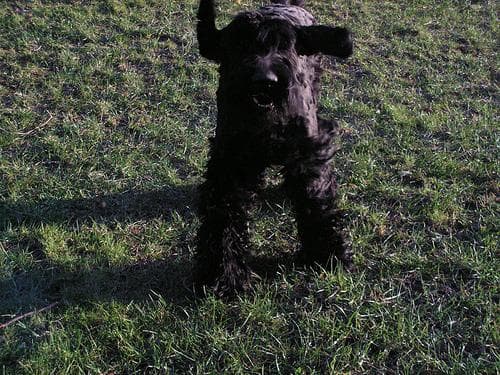 Giant Schnauzer