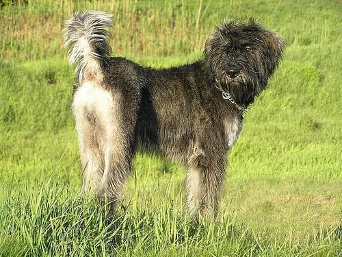 Giant Schnauzer