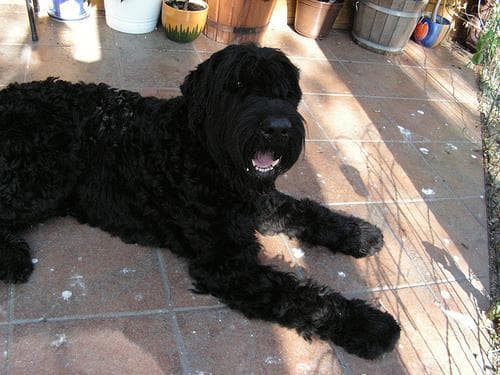 Giant Schnauzer