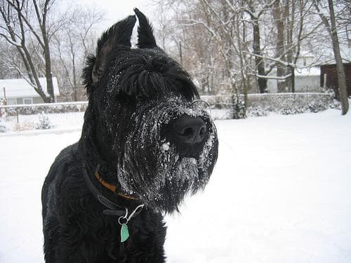 Giant Schnauzer