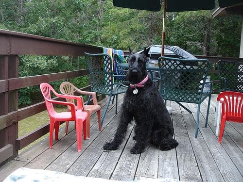 schnauzer