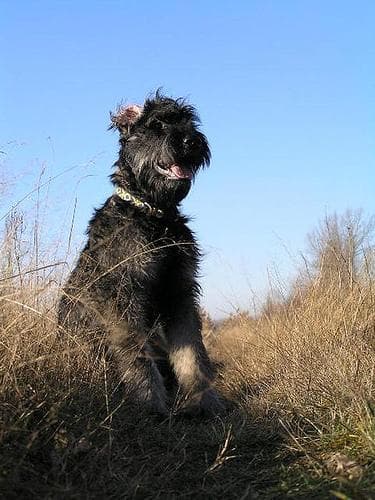 Giant Schnauzer