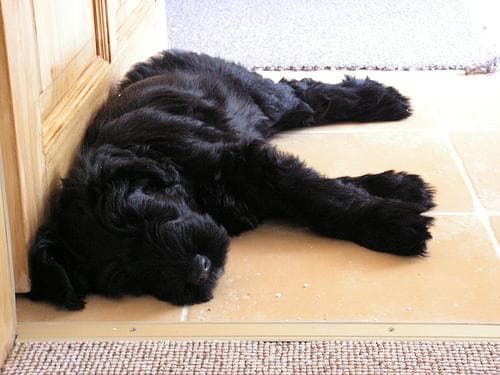 Giant Schnauzer