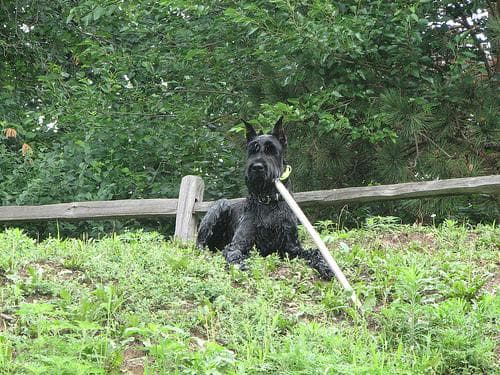 Giant Schnauzer