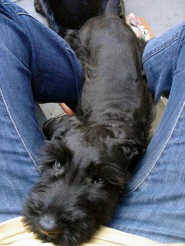 Giant Schnauzer