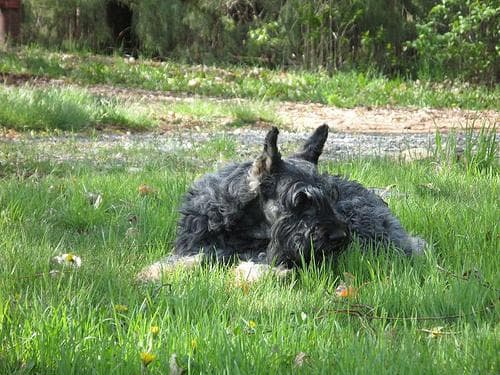 Giant Schnauzer