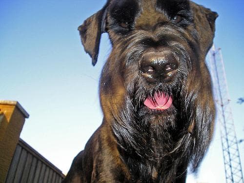 Giant Schnauzer
