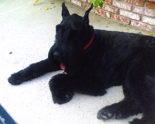 Giant Schnauzer