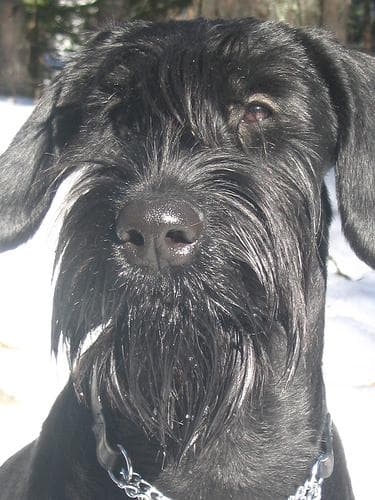 Giant Schnauzer