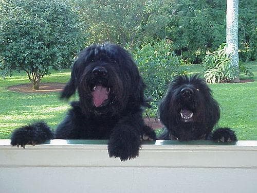 Giant Schnauzer