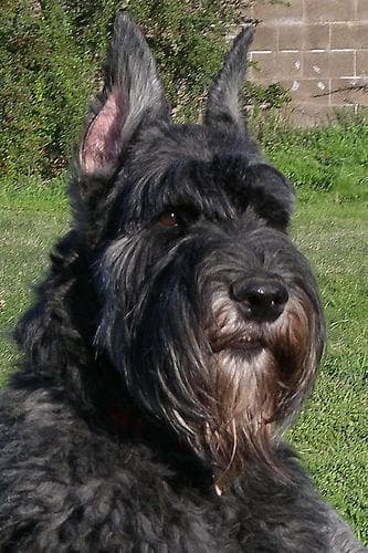 Giant Schnauzer