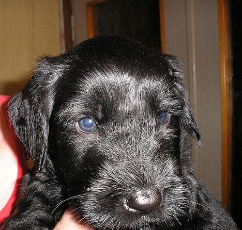 Giant Schnauzer