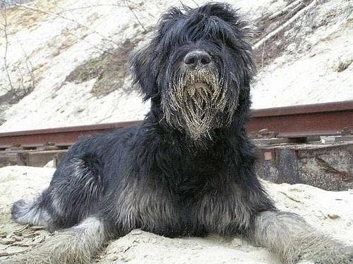 Giant Schnauzer
