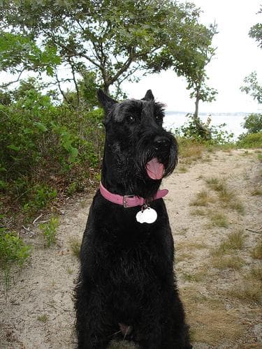 Giant Schnauzer