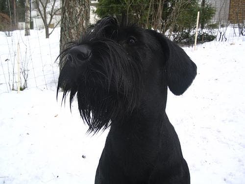 Giant Schnauzer