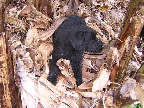 Giant Schnauzer