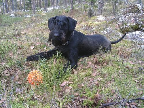 Giant Schnauzer