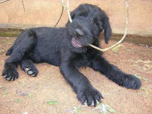 Giant Schnauzer