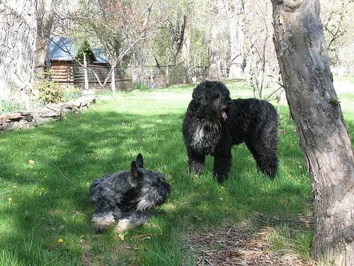 Giant Schnauzer