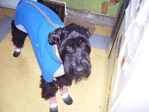 Giant Schnauzer