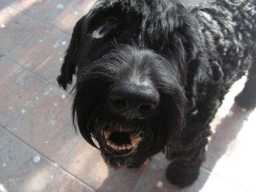 Giant Schnauzer
