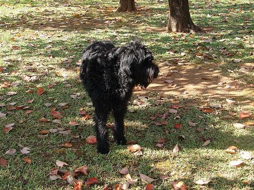 Giant Schnauzer