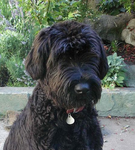 Giant Schnauzer