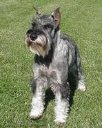 Giant Schnauzer