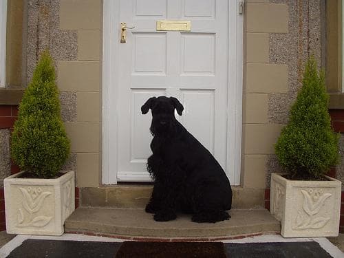 Giant Schnauzer