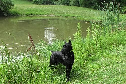 Giant Schnauzer