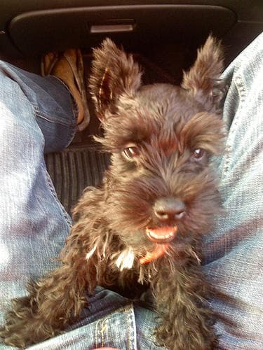 Miniature Schnauzer
