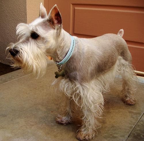 schnauzer