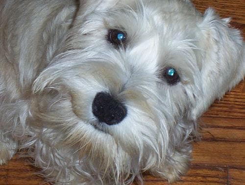 Miniature Schnauzer