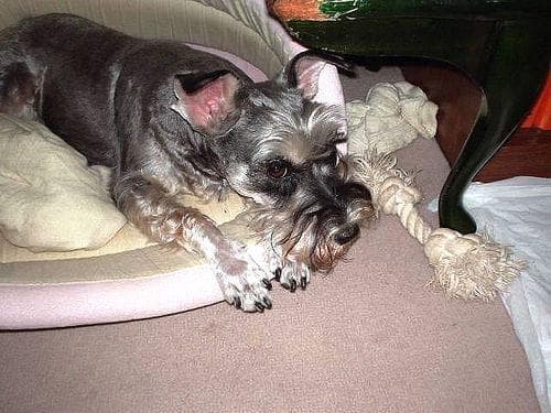 Miniature Schnauzer
