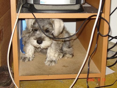 Miniature Schnauzer