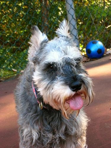 Miniature Schnauzer