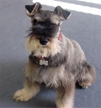 Miniature Schnauzer