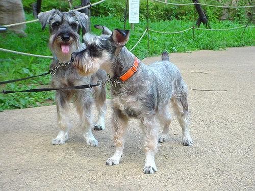 schnauzer