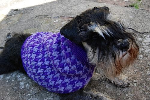 schnauzer
