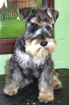 Miniature Schnauzer
