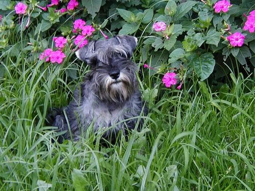 schnauzer