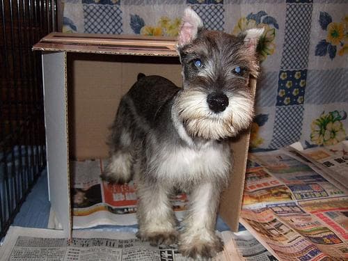 schnauzer