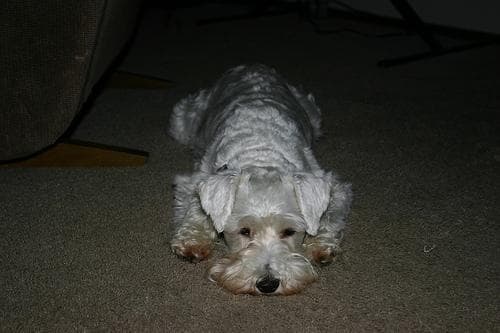 schnauzer